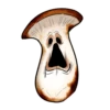 Dead Bear 9