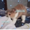 Cat cute ➪ @wiiwwwiiw 7
