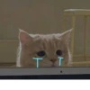 Cat cute ➪ @wiiwwwiiw 8