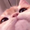 、cute cat @JENNIEUKKIM 6