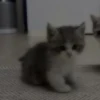 Коты by @stikeru7777 6