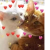 Cat cute ➪ @wiiwwwiiw 9
