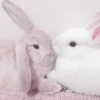Bunny eri :: @fStikBot 6