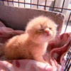 、cute cat @JENNIEUKKIM 7
