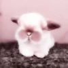 Bunny eri :: @fStikBot 7