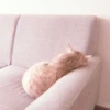 、cute cat @JENNIEUKKIM 8