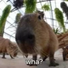 CapyBara 12