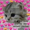 Cat cute ➪ @wiiwwwiiw 11