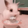 Bunny eri :: @fStikBot 8