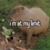 CapyBara 13