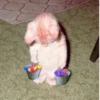 Cat cute ➪ @wiiwwwiiw 12