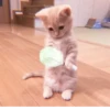 、cute cat @JENNIEUKKIM 9