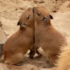 CapyBara 14