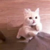 、cute cat @JENNIEUKKIM 10