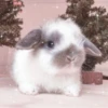 Bunny eri :: @fStikBot 9