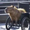 CapyBara 15