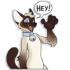 Cas Kitty 15