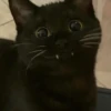 Коты by @stikeru7777 8