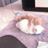 、cute cat @JENNIEUKKIM 11
