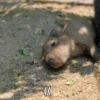 CapyBara 16