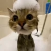 Коты by @stikeru7777 9