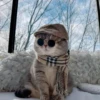 Коты by @stikeru7777 10