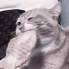 Cats^^ @xxfgldp🐈‍⬛ :: @fStikBot 9