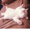 、cute cat @JENNIEUKKIM 13