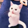 、cute cat @JENNIEUKKIM 14