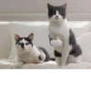 Cat cute ➪ @wiiwwwiiw 14