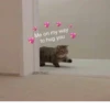 Cat cute ➪ @wiiwwwiiw 15