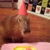 CapyBara 17