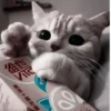 Cats^^ @xxfgldp🐈‍⬛ :: @fStikBot 11
