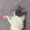 Cat cute ➪ @wiiwwwiiw 16