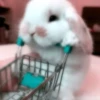 Bunny eri :: @fStikBot 12
