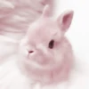 Bunny eri :: @fStikBot 13