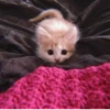 、cute cat @JENNIEUKKIM 15