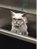Cat cute ➪ @wiiwwwiiw 17