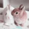 Bunny eri :: @fStikBot 14