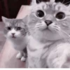 Cats^^ @xxfgldp🐈‍⬛ :: @fStikBot 12