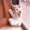 、cute cat @JENNIEUKKIM 16