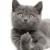 Коты by @stikeru7777 13