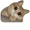 cats pechenegs 5