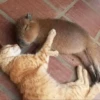 CapyBara 18