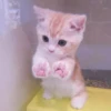 、cute cat @JENNIEUKKIM 17