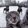 Cats^^ @xxfgldp🐈‍⬛ :: @fStikBot 13