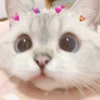 Cat cute ➪ @wiiwwwiiw 18