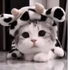 Cats^^ @xxfgldp🐈‍⬛ :: @fStikBot 14
