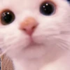 、cute cat @JENNIEUKKIM 18