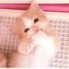 、cute cat @JENNIEUKKIM 19